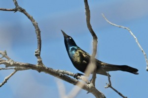 Spirit Animals: Grackles Spirit Animals: Grackles Animal Totems